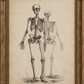 An antique-style framed illustration featuring two human skeletons on a parchment-toned background, enclosed in an ornate gold-toned frame.